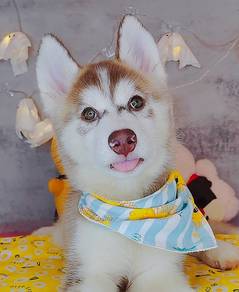 Wooly Husky