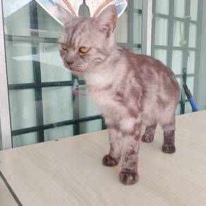BRITISH SHORT HAIR mix PERSIAN 
