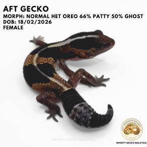 Aft African Fat Tailed Gecko Normal Fat Tail Cicak