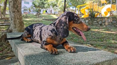 Daschund (Sausage Dog) male Silver Dapple
