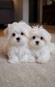 G6037 Bubbly Maltese white fluffy puppy Dog