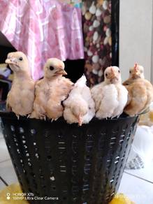 ayam katik + serama