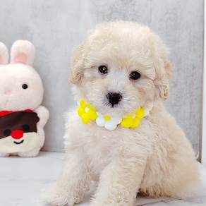 Poodle Toy