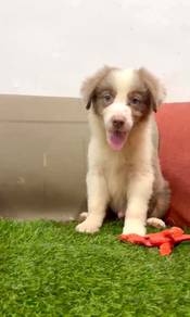 Border collie LILAC TRI COLORED