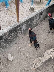 ayam aseel parrot kakak tua