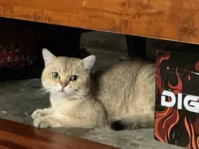 bsh 