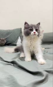 2.5-month，male blue and white British Shorthair