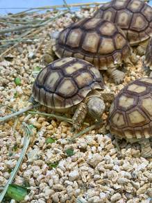 Sulcata