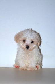 w25 Friendly Maltipoo Puppy
