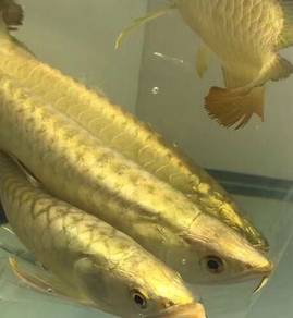 arowana golden crossback 8 inch-wholesale price