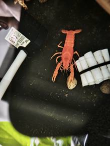 Red crayfish for sale