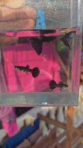 ikan guppy 