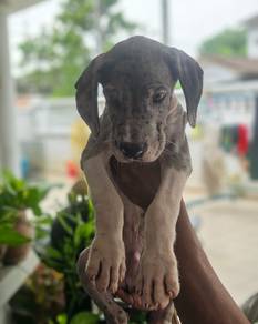 great Dane puppies 