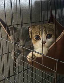 Scottish Fold
