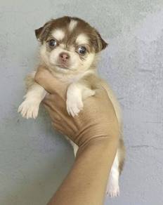 CHIHUAHUA PUPPIES VIP156🌷Head Apple Cute Dog