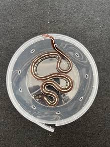ular king snake corn stripe gecko