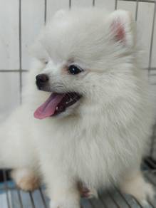pomeranian 7