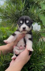 wooly husky