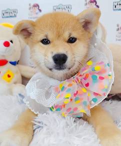 Shiba INu