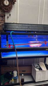 arowana super red local