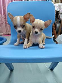 Chihuahua puppies