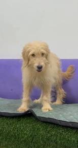 Goldendoodle male puppies
