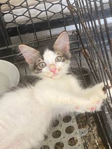 anak kucing/kitten