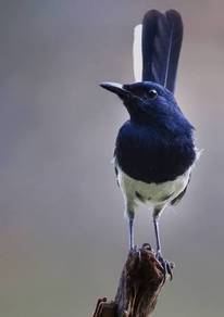 Burung murai kampung sepasang