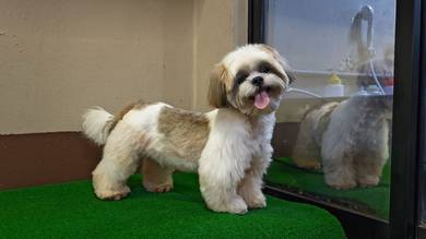 Adorable Purebreed Shih Tzu puppies