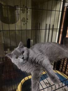 Bsh