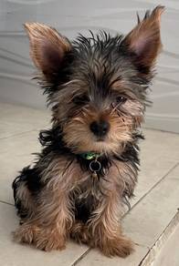 B9578 Mesmerizing Silkese Long Hair Teddy Bear Dog