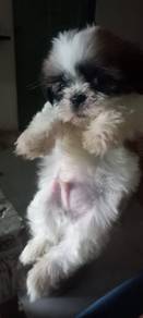 Shihtzu