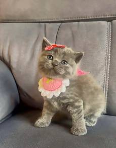 BSH Female
