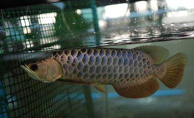 arowana mgbb crossback 13inch -wholesale price