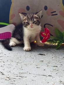 Kucing untuk dijual