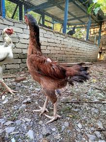 ayam oshamo matang