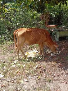 Lembu limousine betina umur 1 tahun 6 bulan