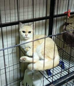 golden ny11 utk dijual
