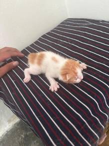 kucing 