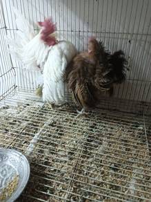 Ayam serama