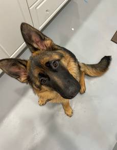 German shepherd