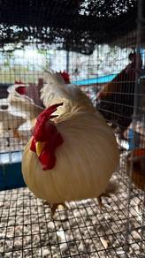 Ayam untuk dilepaskan