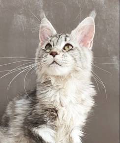 Silver Tabby Maine Coon