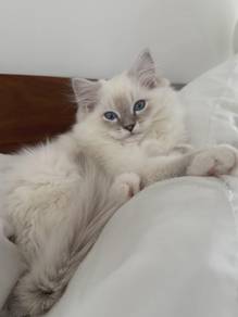 Ragdoll blue point female 
