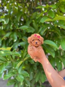 cavapoo-2