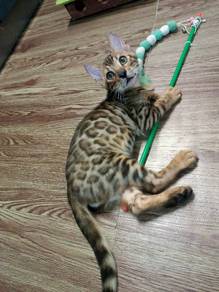 Kucing Bengal Rosseted Kitten