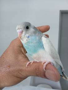 White Greyish Burung Baji Badgie BIRD Hedge  