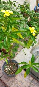 Pokok Bunga Delapan
