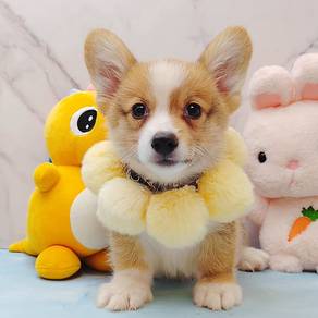 Corgi