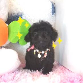 Maltipoo